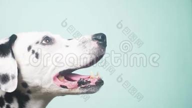 达尔马提亚狗肖像简介。 孤立在蓝色背景上。 4k，慢镜头，特写